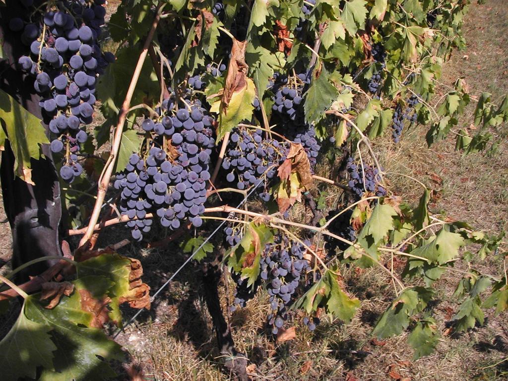 B&B Al Cristo SantʼAmbrogio di Valpolicella Екстериор снимка